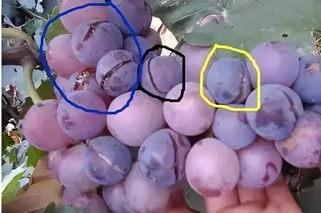 硅钙镁中量元素颗粒肥，硅钙镁颗粒肥