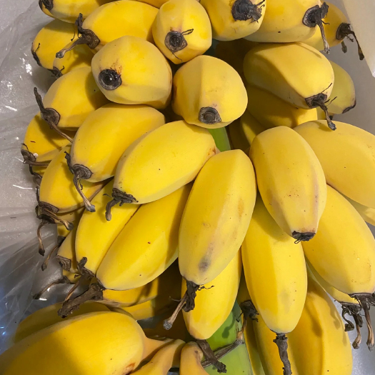 小米蕉广西小米蕉皇帝蕉鸡蕉苹果蕉粉蕉香蕉整箱批发