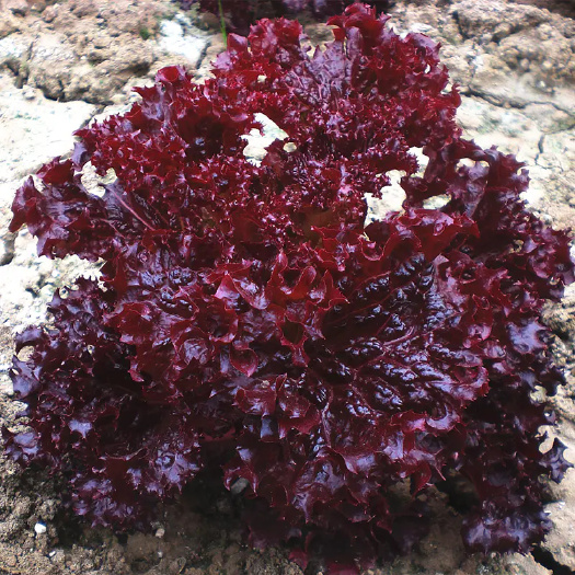 北京特色生菜种子