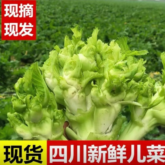 成都儿菜