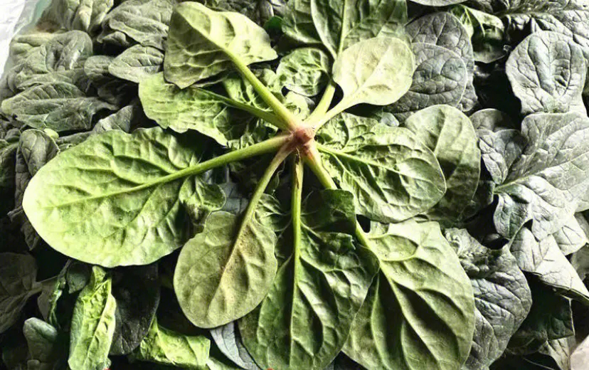 郑州菠菜100多亩
