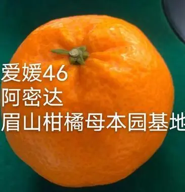 阿密达，爱媛46号柑橘苗，早熟耙耙柑。