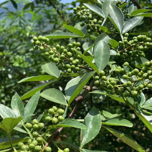 大姚县云南青花椒