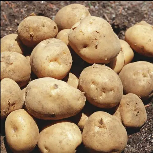 定西新鲜白心土豆大土豆自己种的甘肃土特产