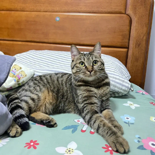 高颜值