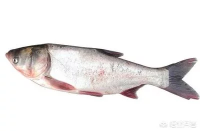 济宁白鲢鱼
