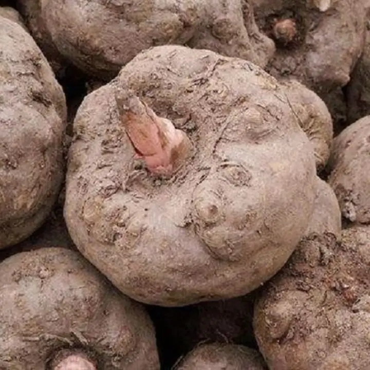 魔芋豆腐好材料