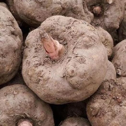 十堰魔芋豆腐好材料