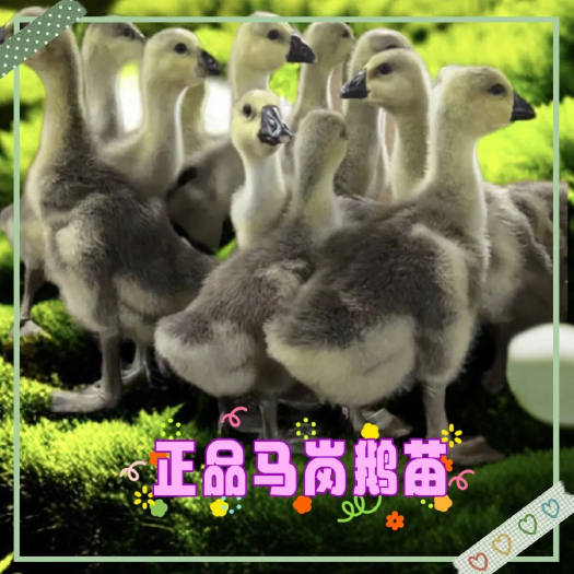 脱温马岗鹅苗 花鹅苗，8至1斤左右鹅，4至5两左右的