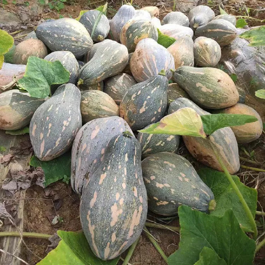 遂溪县香芋南瓜