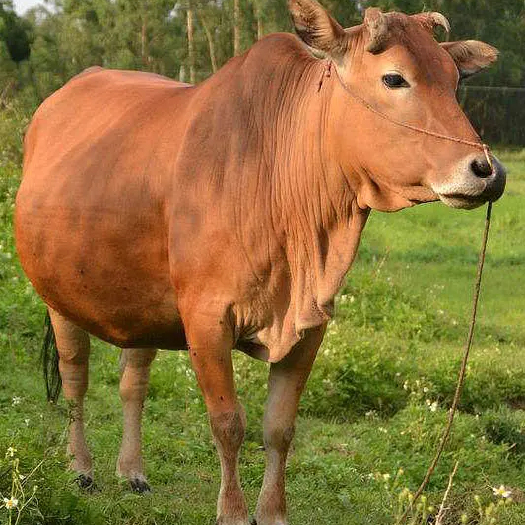 陆良县肉牛