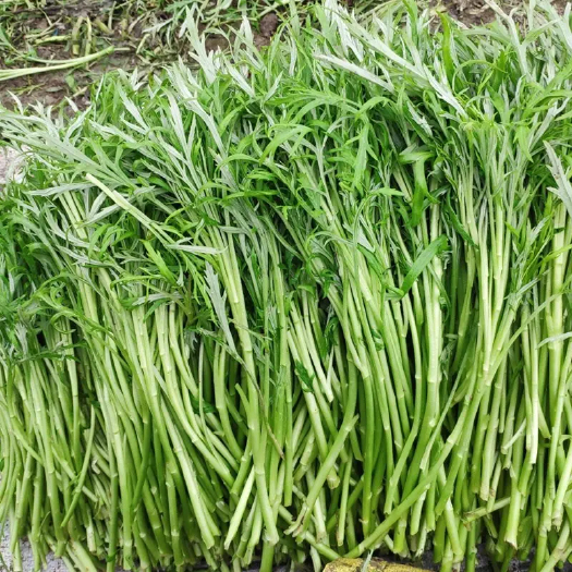 洪湖市大批量黎蒿，量足管够，价格好