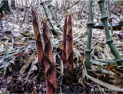 绥江县罗汉笋