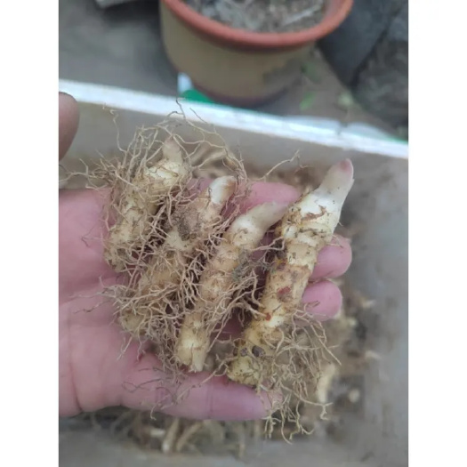 桂阳县玉竹