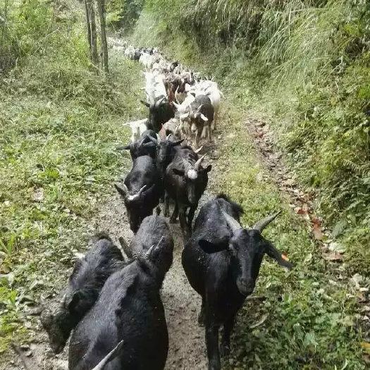 务川县山羊 生态放养，中草药预防，质量保证，诚信第一