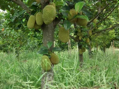 灵山县榴莲蜜树苗 正宗榴莲蜜，菠萝苗，口感爽口