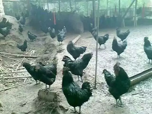 务川县乌鸡苗 统货