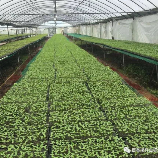 鄱阳县哥伦比亚百香果苗 