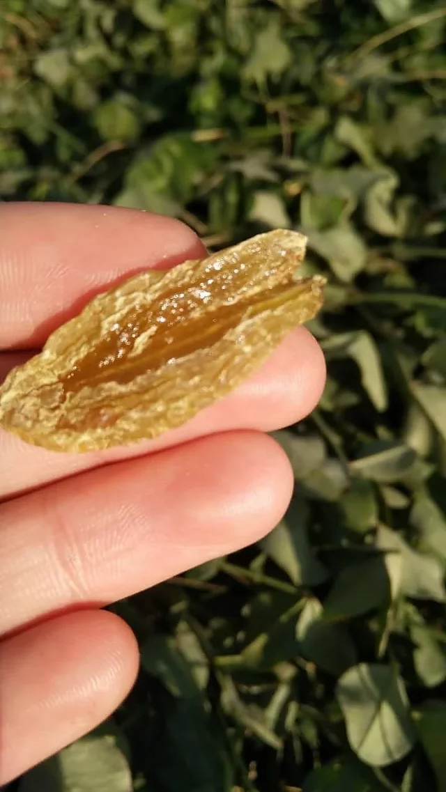 绿香妃葡萄干 优等 