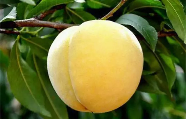 炎陵黄桃 55mm以上 3 - 4两