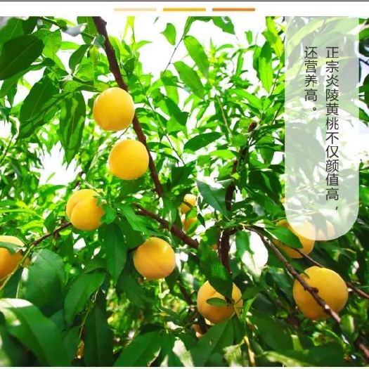 炎陵县炎陵黄桃 60mm以上 4两以上 