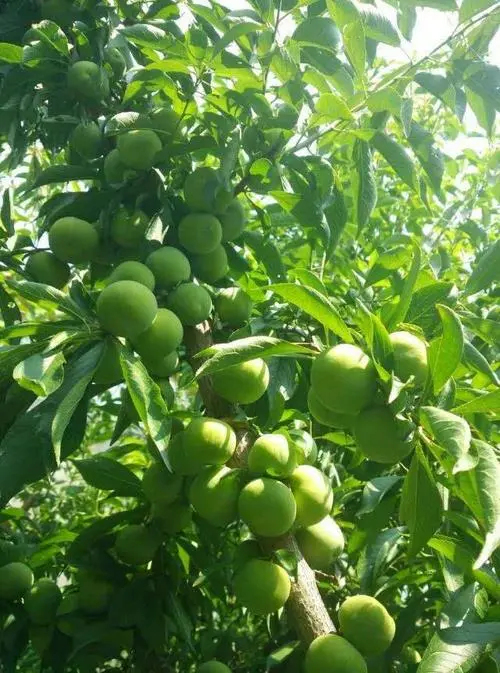 茂县青脆李 正宗茂县清脆李，核小肉多，果大成形好，自家种，又脆又甜果味足