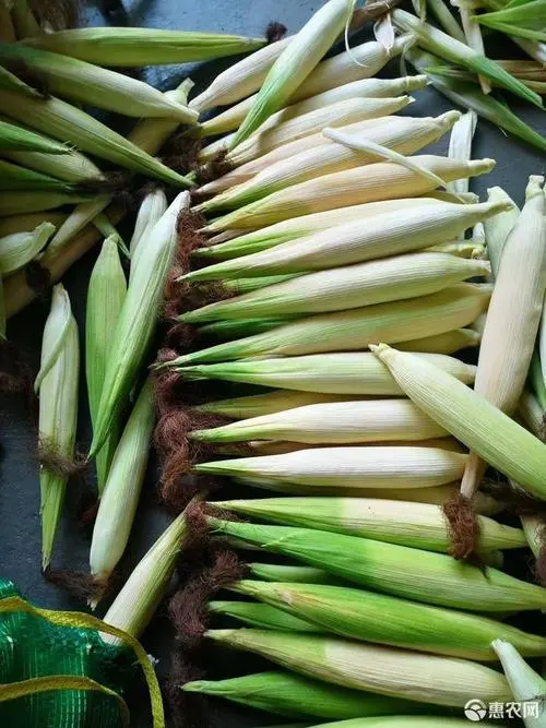 糯玉米  云南西双版纳拇指玉米