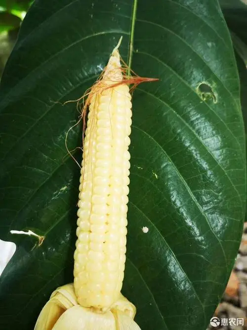 糯玉米  云南西双版纳拇指玉米