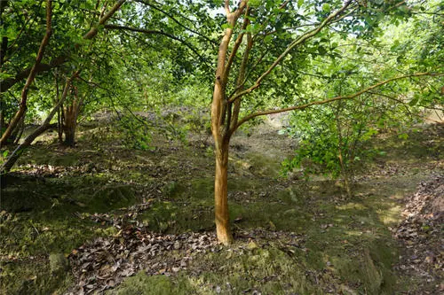 文成县油茶树各品种，大小，详谈，总共2万左右