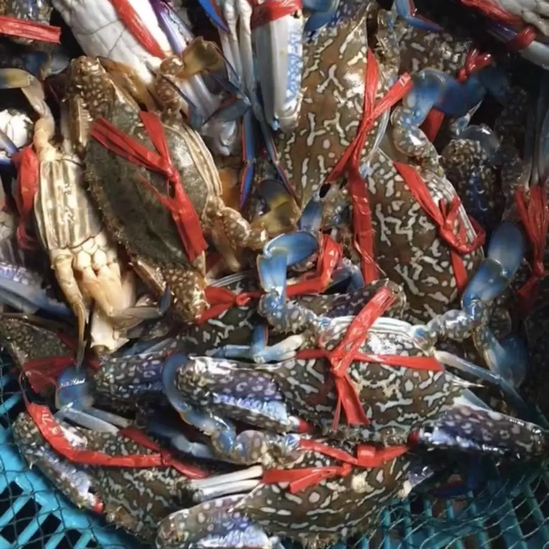 远海梭子蟹  陆丰碣石自家五条渔船一手（南海海鲜）货源梭子蟹寻批发商