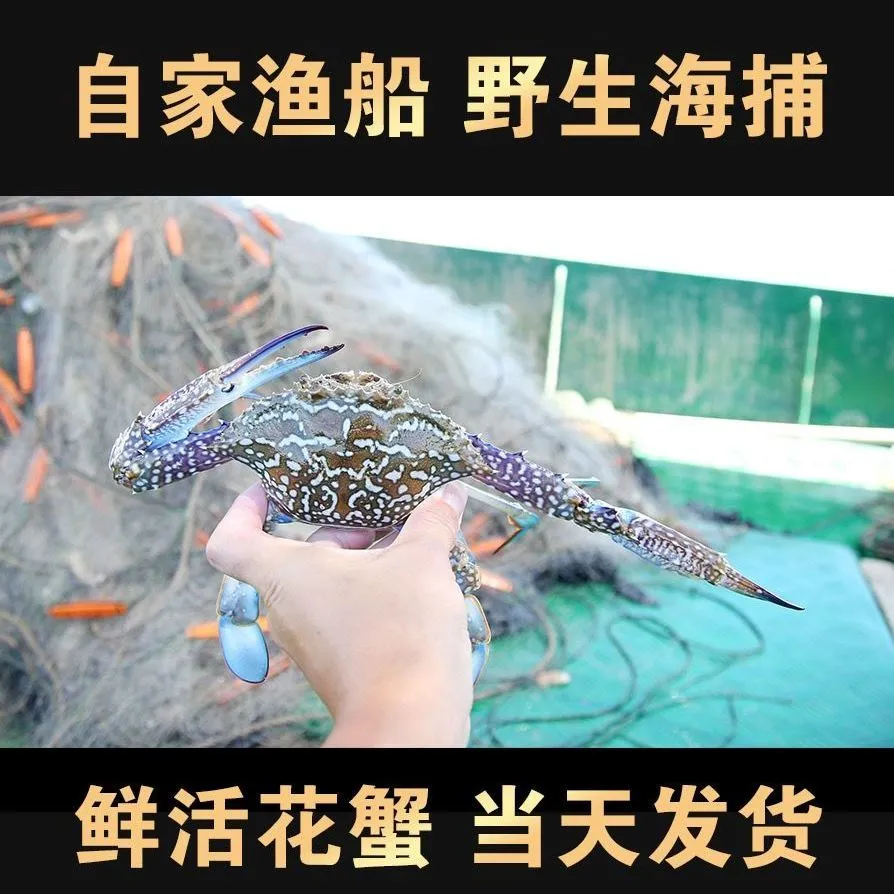 远海梭子蟹  陆丰碣石自家五条渔船一手（南海海鲜）货源梭子蟹寻批发商