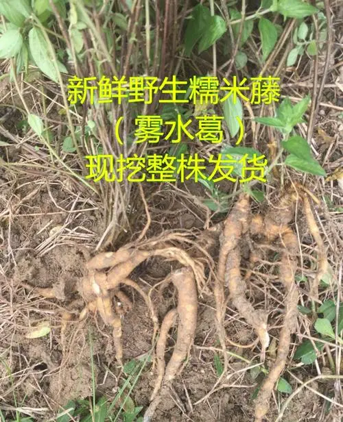 糯米藤！天然统货量大！带收要的可以联系