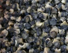 田螺肉 你的信任 我的实在包你满意 满意还来油