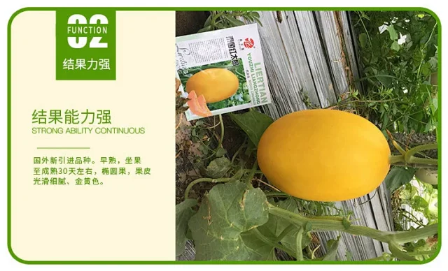 酥蜜龙甜瓜种子  泰国红太甜瓜种子早熟甜度高达20度