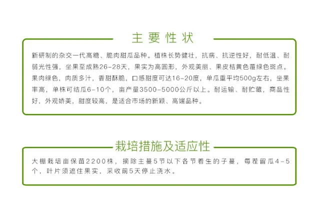 八里香热销花皮点脆肉甜瓜种子