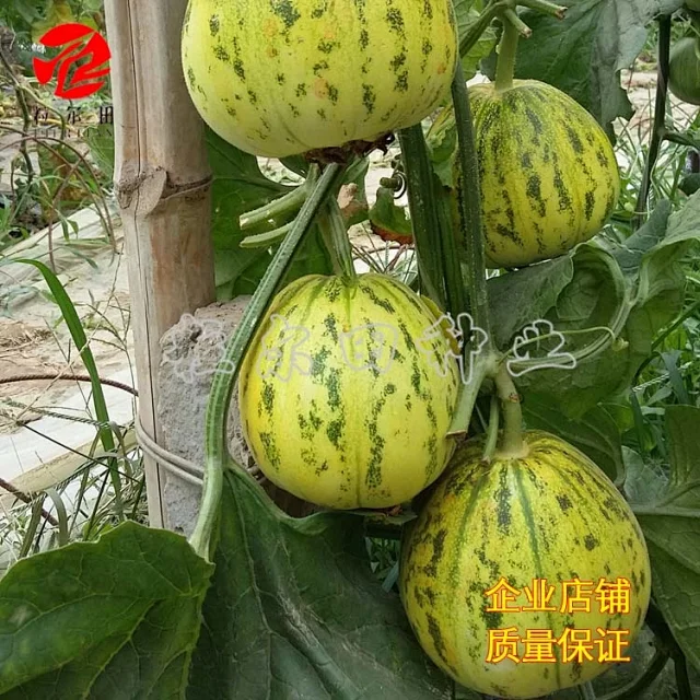 八里香热销花皮点脆肉甜瓜种子