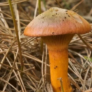 隆化县蘑菇  红蘑干品