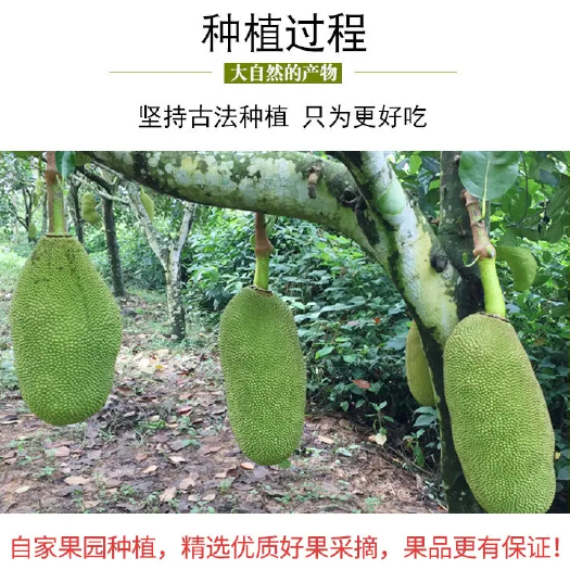海口 海南三亚菠萝蜜