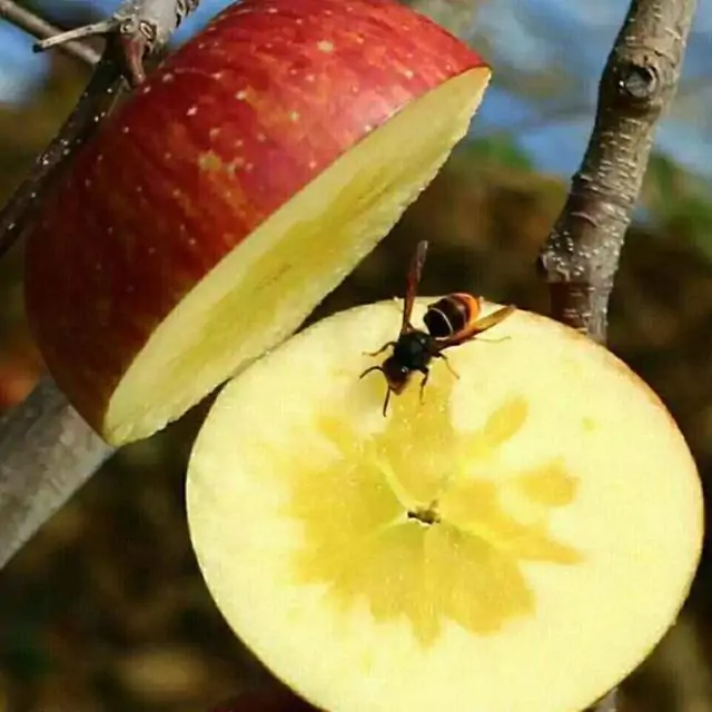 嘎啦苹果  云南昭通正宗冰糖心丑苹果新鲜水果当季红富士脆甜小孩食用
