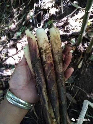 彝良县红天麻  天麻，竹笋，云南昭通，要的多多看看，价格好说，有需要的老板看