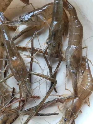 青虾 河虾