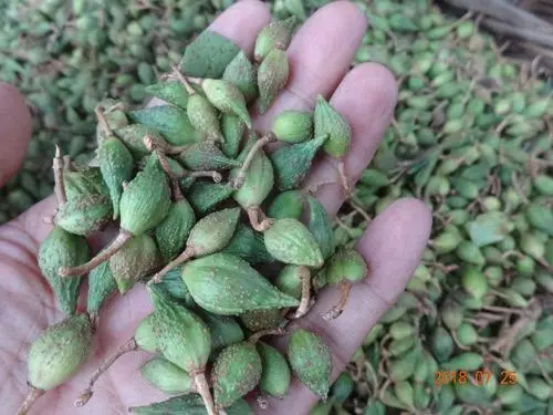连翘苗  驯化高产连翘