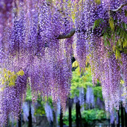  紫藤花树苗爬藤植物庭院围墙攀爬耐寒四季开花盆栽花苗藤蔓紫藤萝