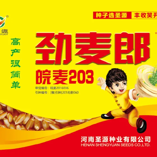尉氏县红麦  超优质小麦高产品种