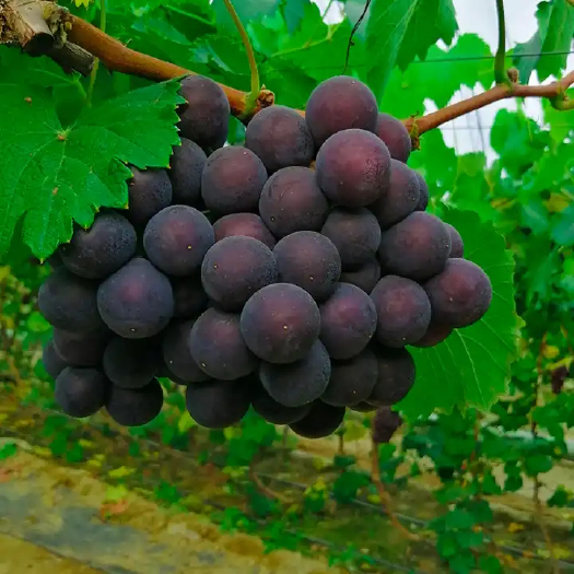 玉田县巨峰葡萄