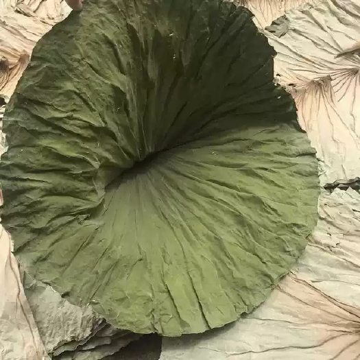 广昌特产干货荷叶