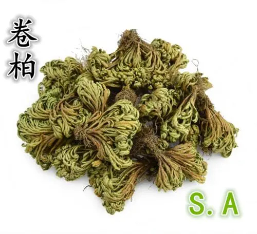 鸡西 卷柏   还魂草
