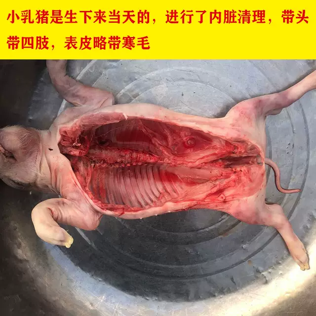 整头猪  都是每天现杀小猪幼崽 除去内脏的重量