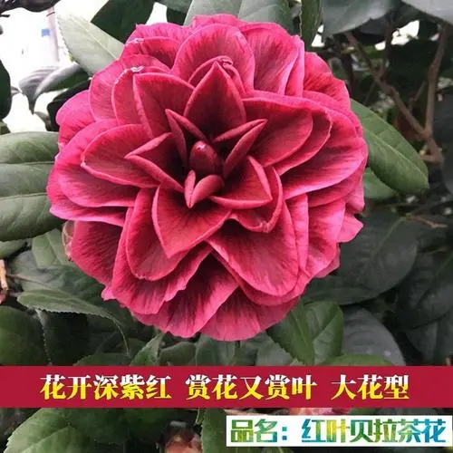 红叶贝拉茶花