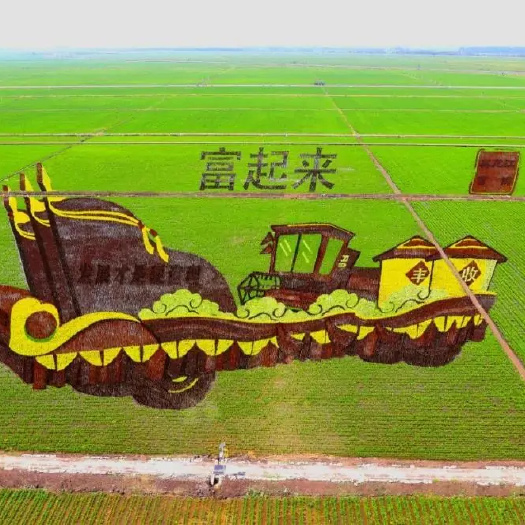 郯城县紫米 五彩旱稻  做稻画